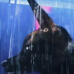 Bouchra review – idiosyncratic furry cinema